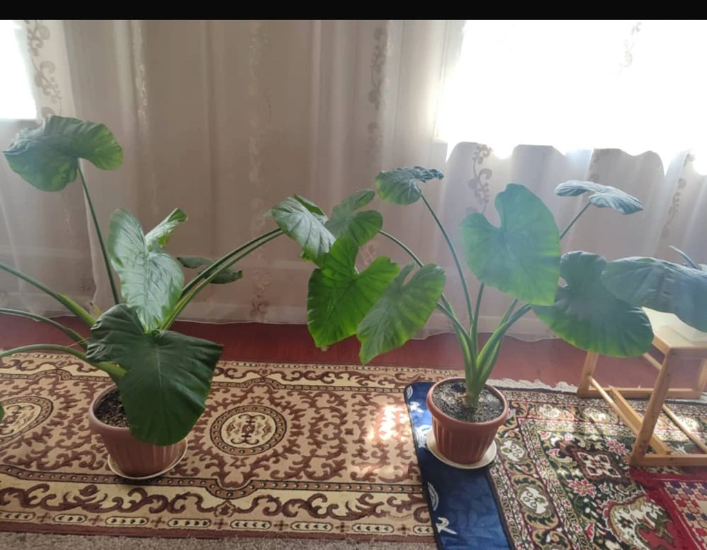 Азалия комнатные цветы