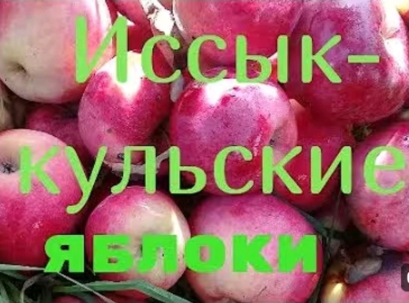 Алманын сорту рашида