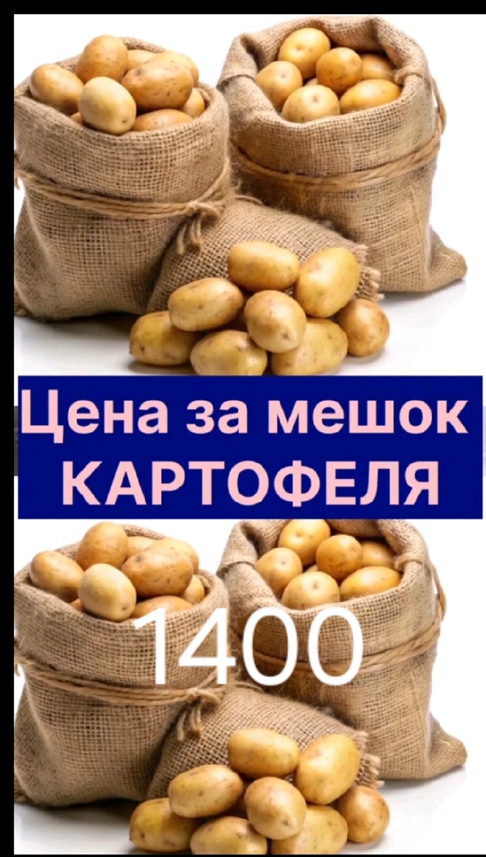 джелле