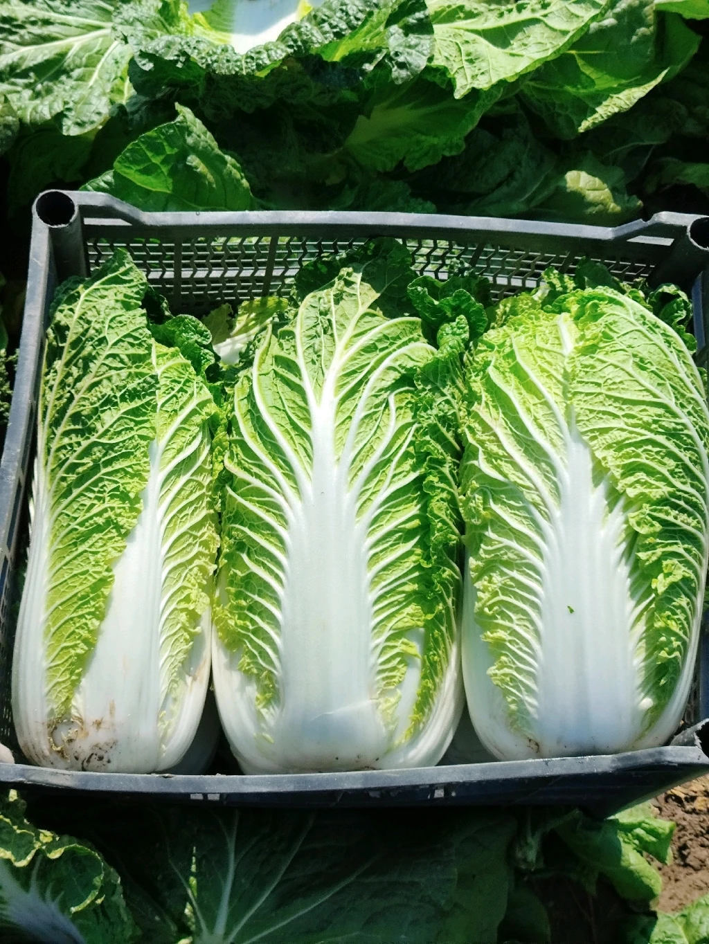 Басай