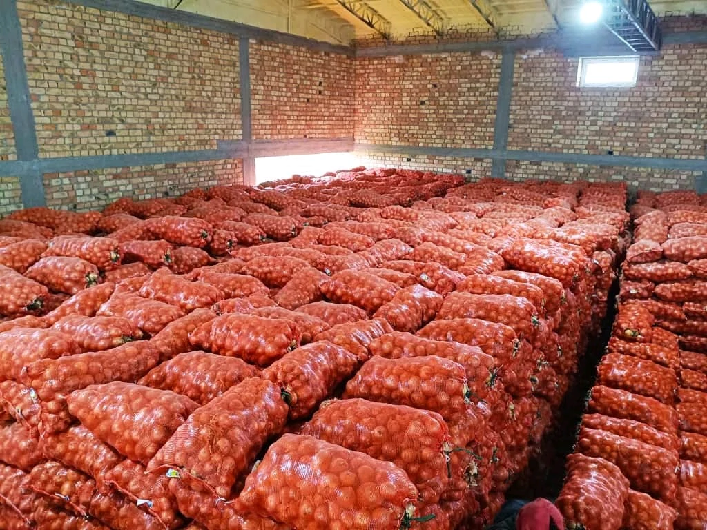 лук сорта Манас Ф1 Оптом